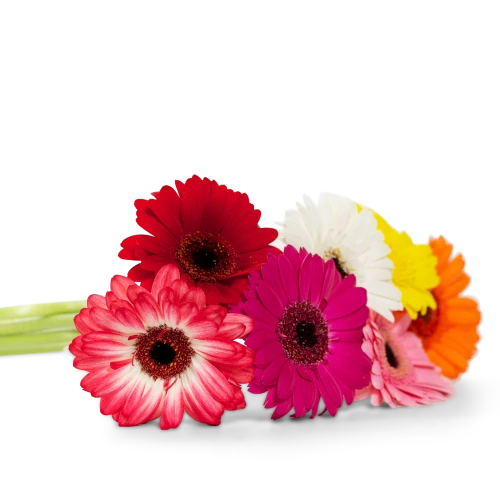 Flowers of gerberas
